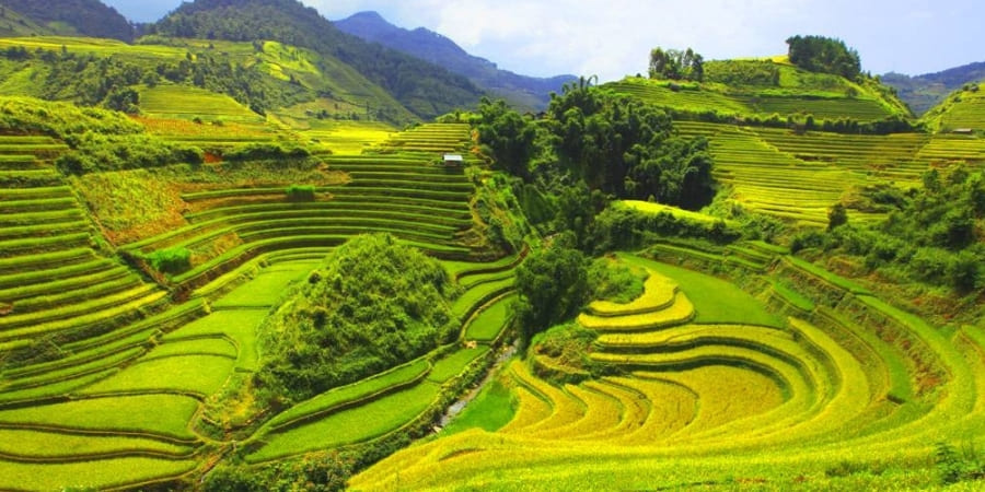 Terrasses à Pu Luong